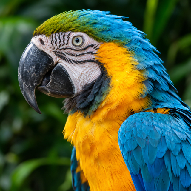 Birds & feathers — الأصل